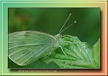 large white, butterfly, cabbag